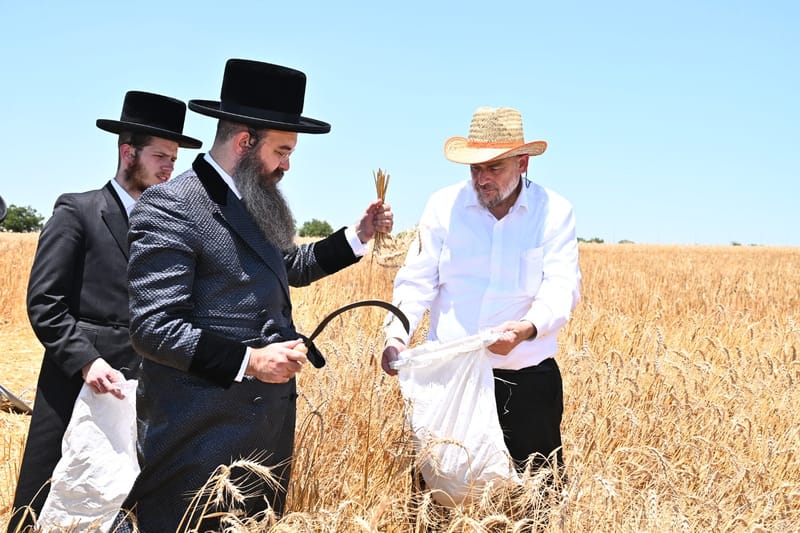 האדמו"ר מסאדיגורה בקציר חיטים לקראת יו"ט פסח הבעל"ט