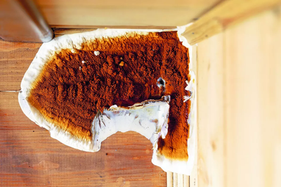 Mérule dans les maisons : quels sont les signes d’alerte et quels traitements privilégier ?