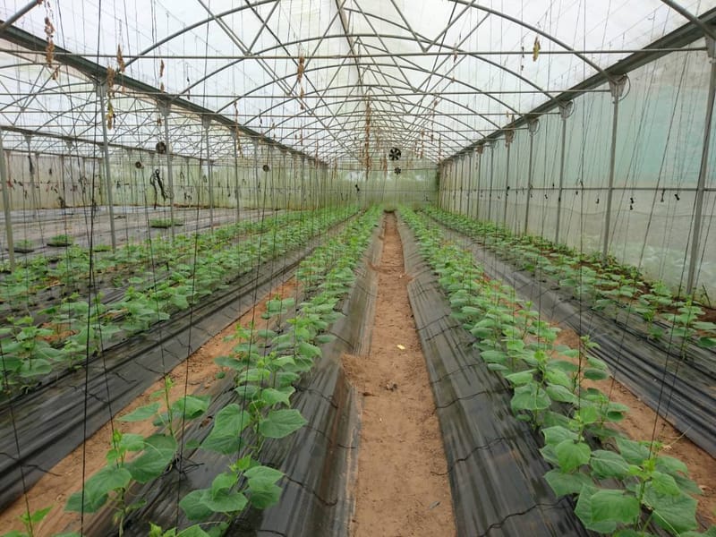 CULTURE SOUS PAILLIS