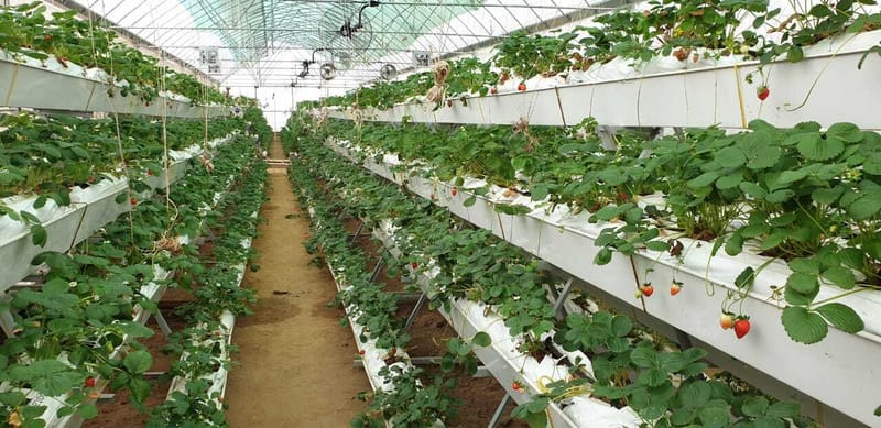 CULTURE HYDROPONIQUE