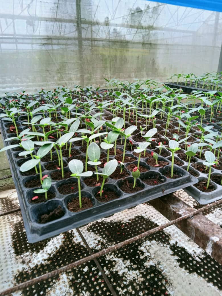 PEPINIERE PROFFESSIONNELLE