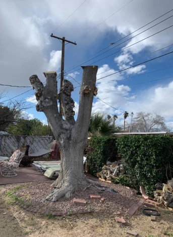 Tree Removal