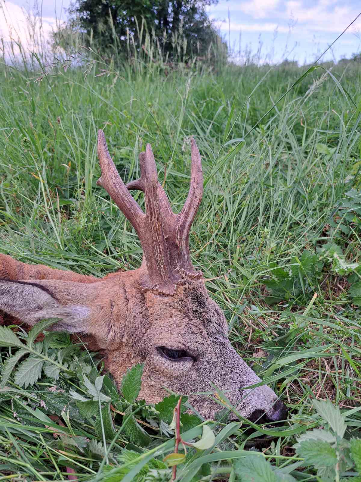 🌿 Őzbak vadászat 2024 🌿