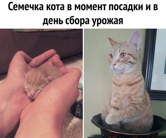 Мем