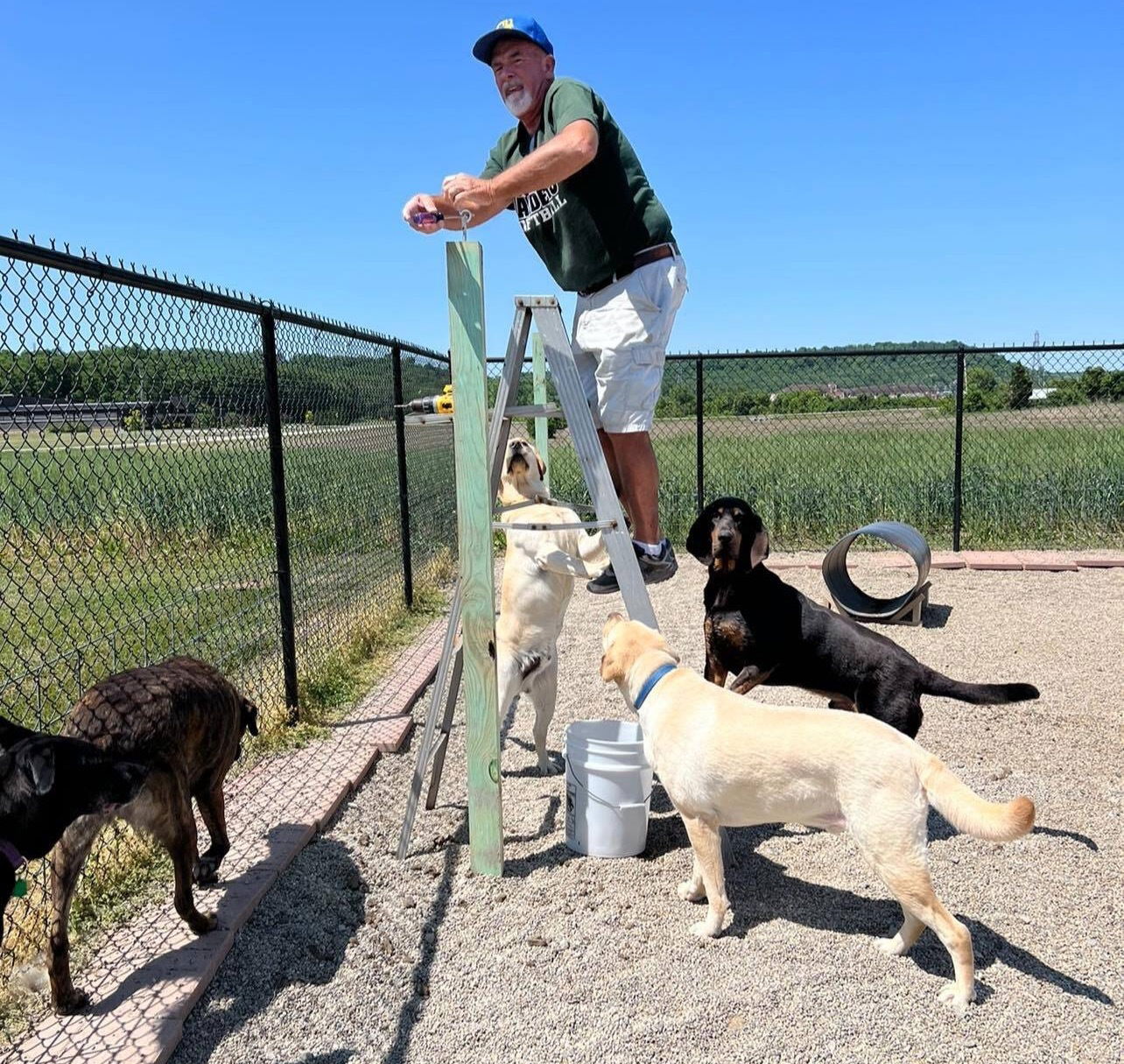 Protecting dogs from hot weather!