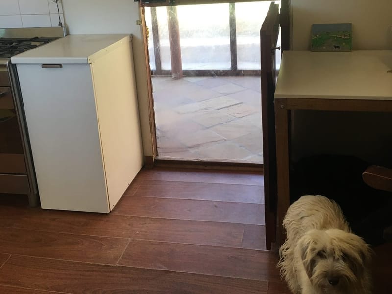 The Biggest Dog Flap Ever!