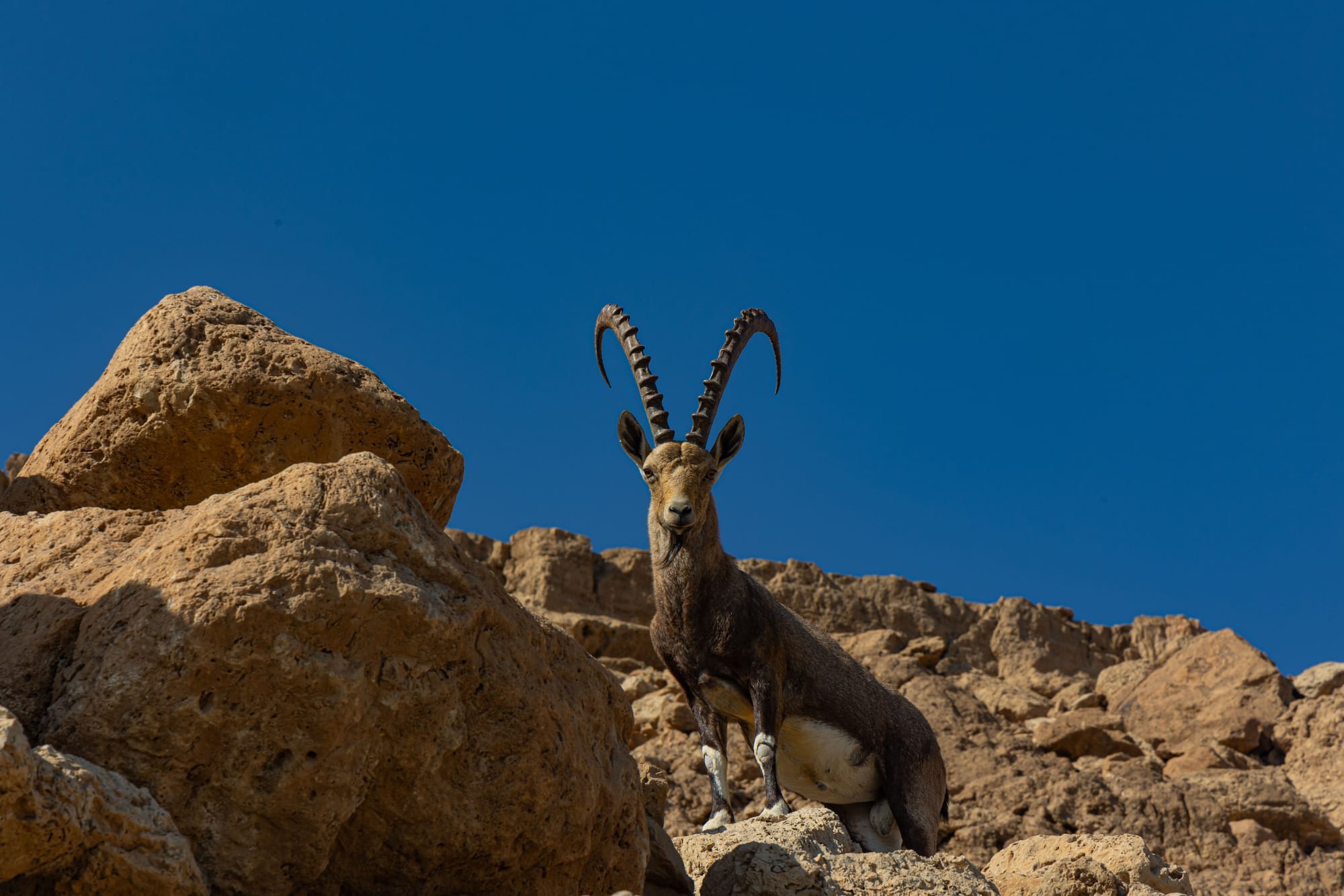 יעל מול ים המלח