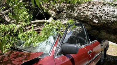 Ezt 10 szabályt betartva elkerülheti hogy a fája kidőljön vagy ne sérüljön meg senki