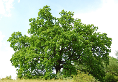 Mely esetekben kell egészséges fákat kivágni