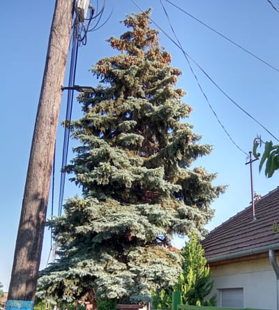 Ezüstfenyő az előkertben Kistarcsán 2023.06.02