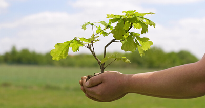 Ültessünk, neveljünk nagy fákat a jövő generációinak