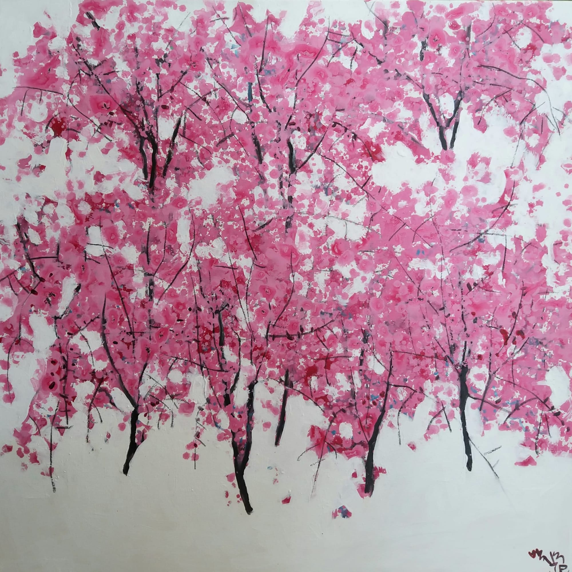 Cherry Blossoms