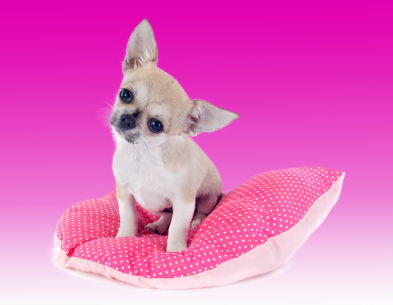 Factors to Consider when Choosing your Dogs' Bed image