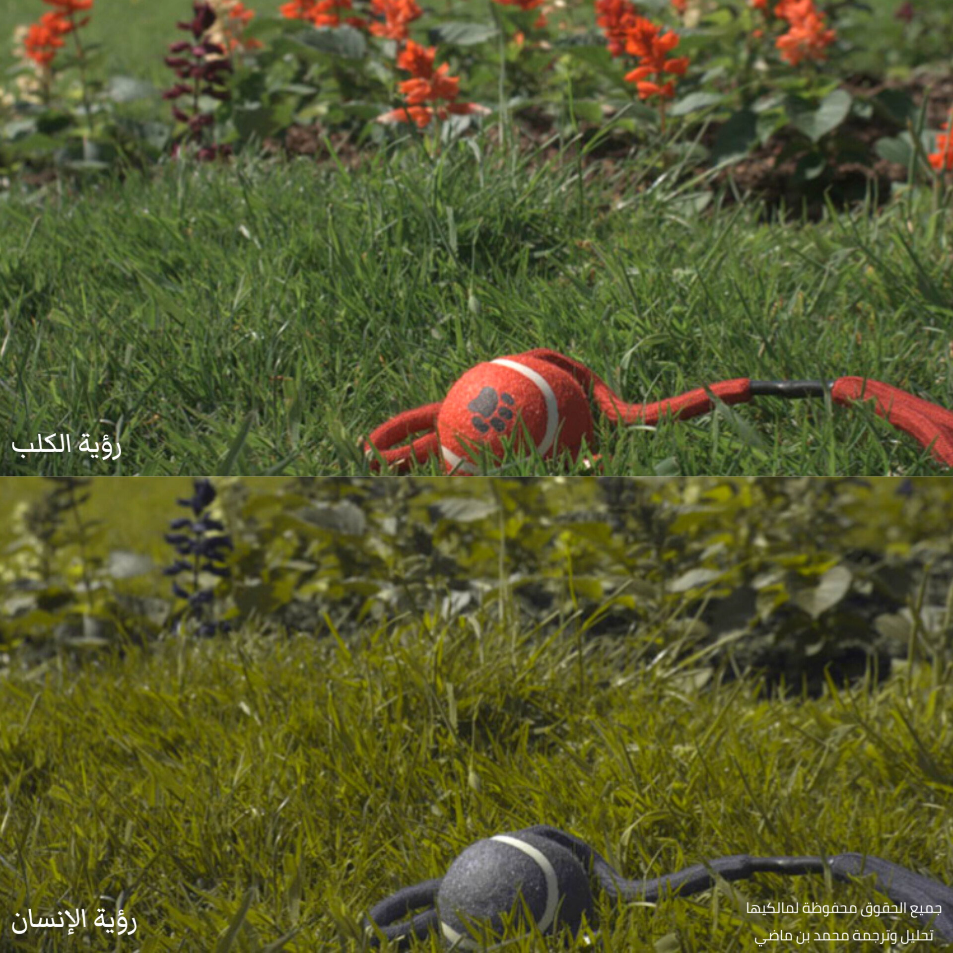 رؤية الإنسان والحيوان!