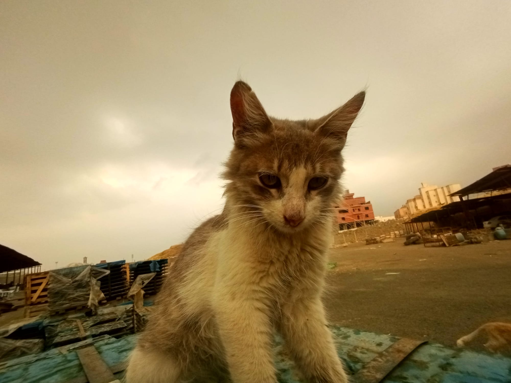 أرشيف محدث للصور