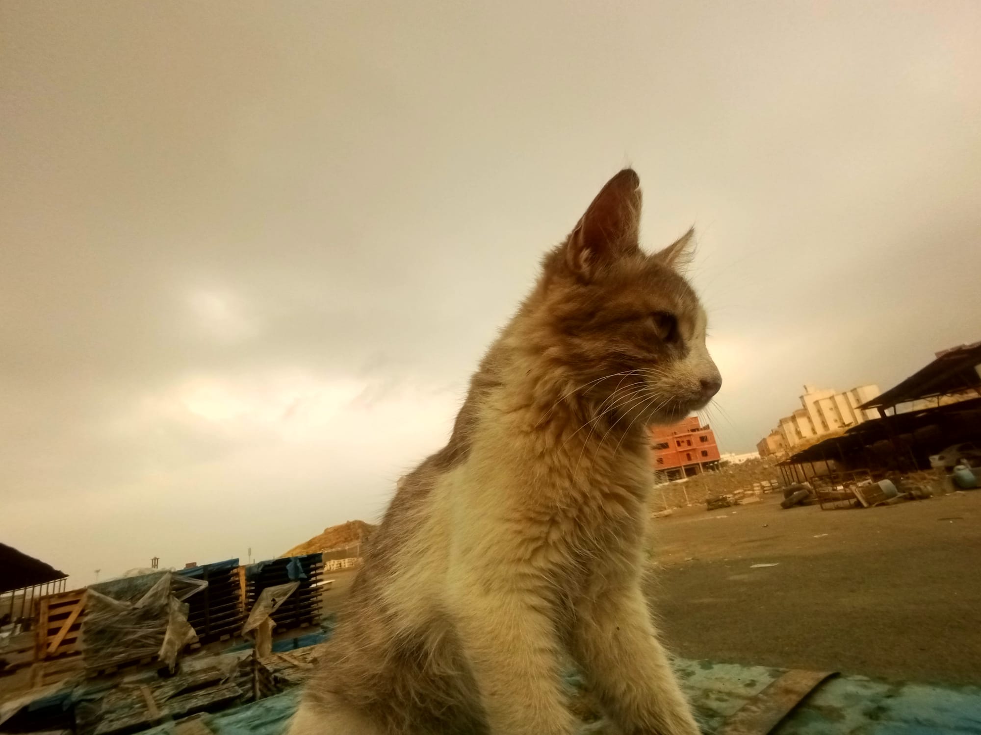أرشيف محدث للصور