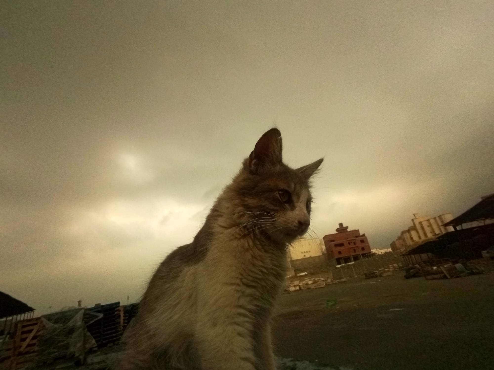 أرشيف محدث للصور