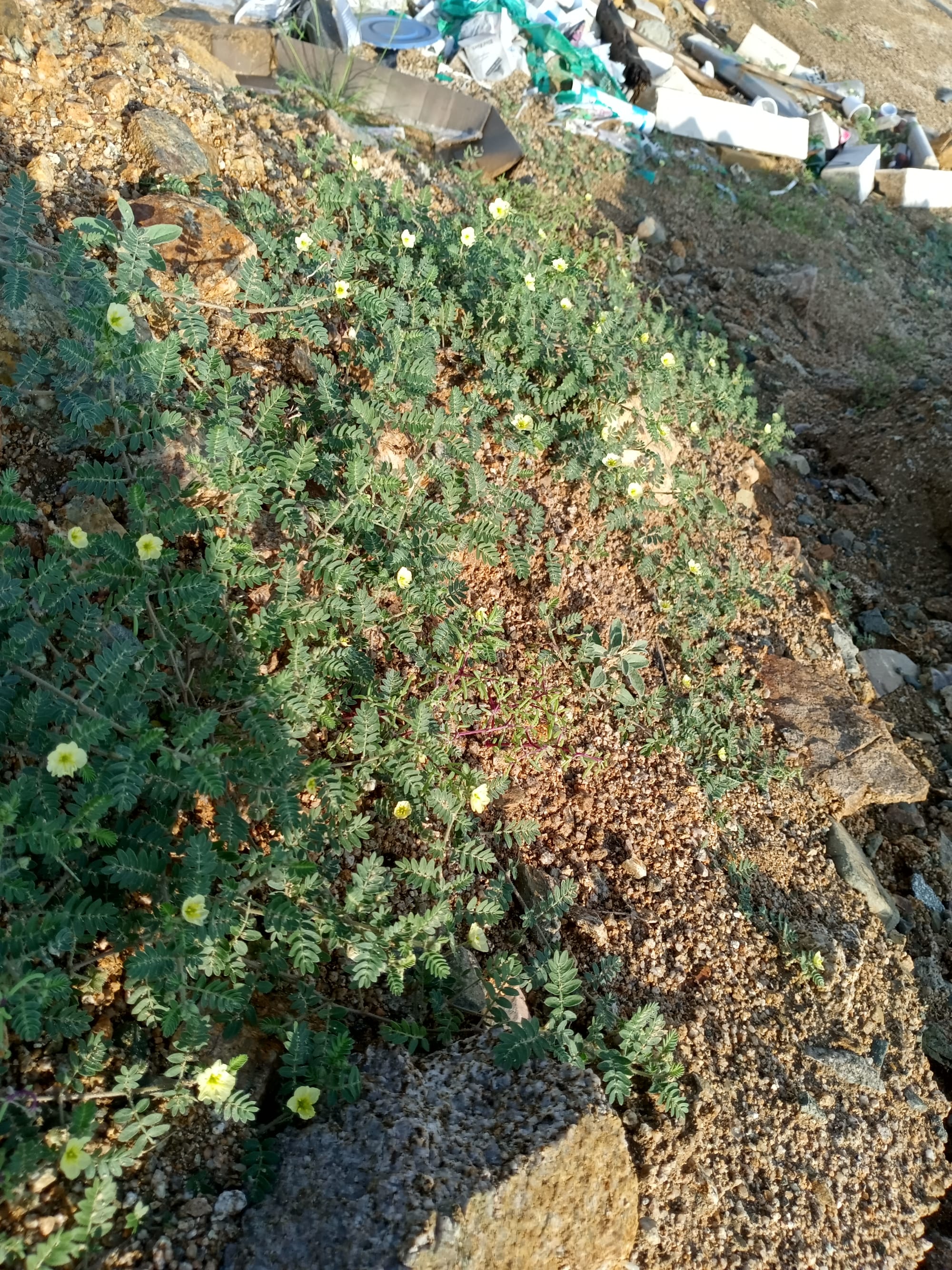 أرشيف محدث للصور