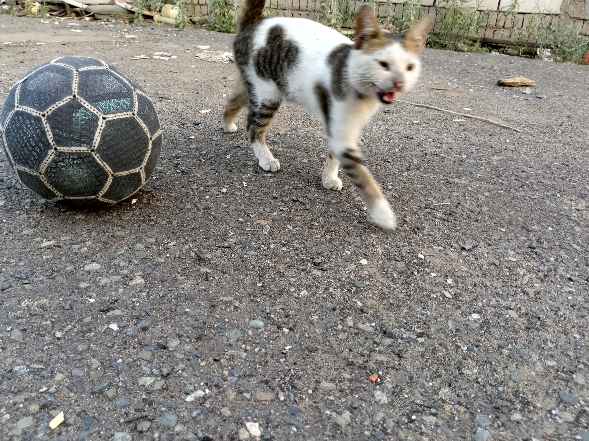 أرشيف محدث للصور