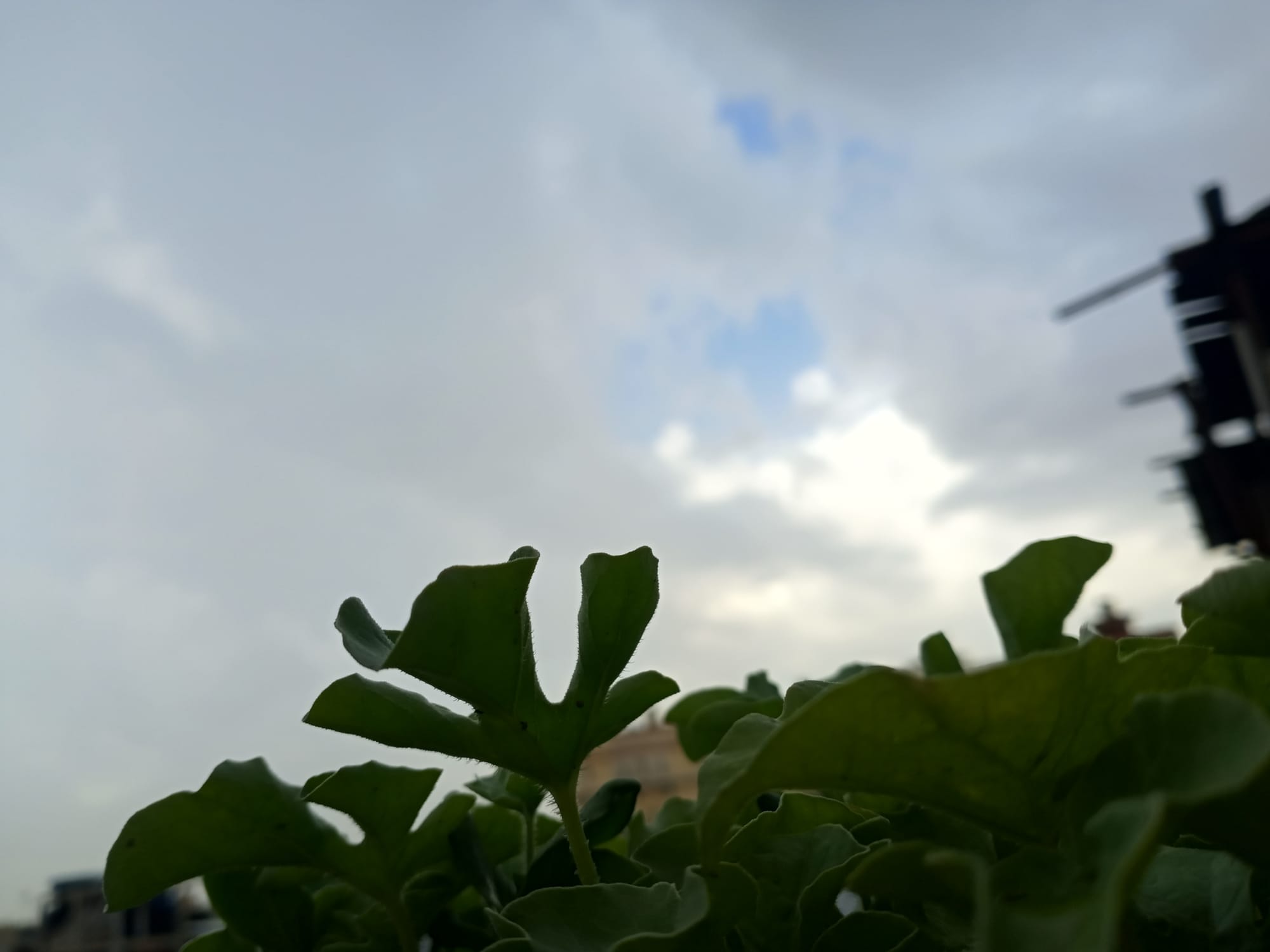 أرشيف محدث للصور