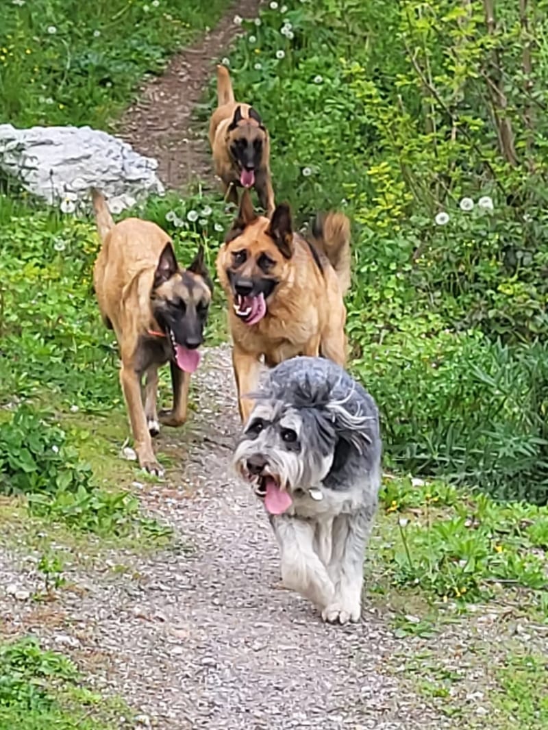 Garde de chiens
