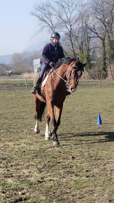 Travail du cheval et débourrage
