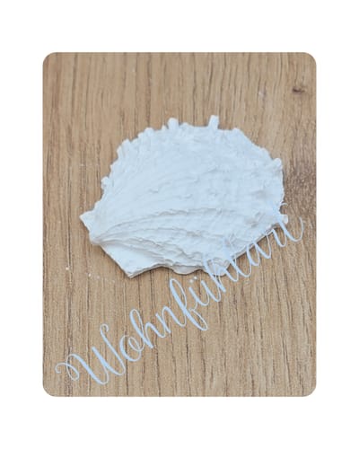 Stachelige Jacobsmuschel