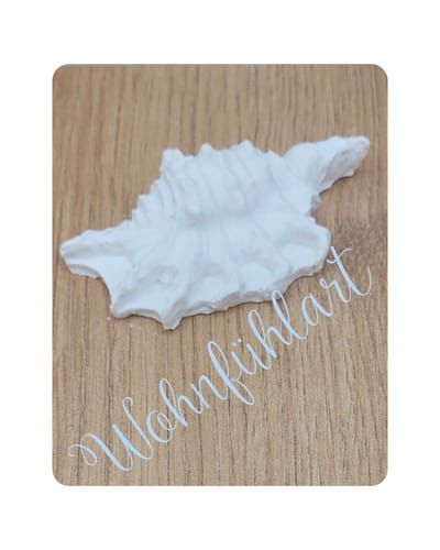 Einsiedlerkrebsmuschel 1