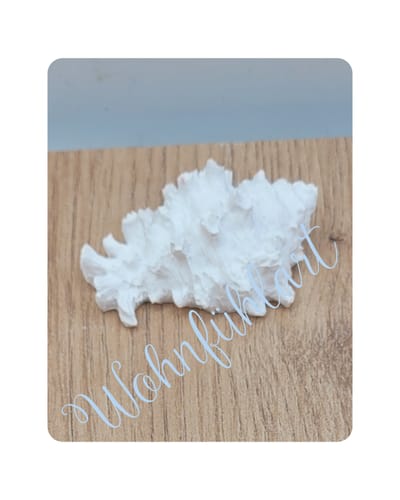 Einsiedlerkrebsmuschel 2