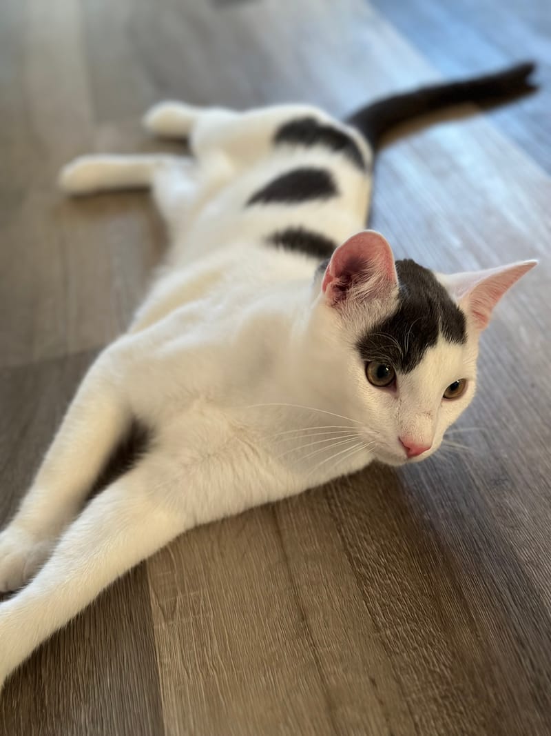 DAILY VISITS IN YOUR HOME