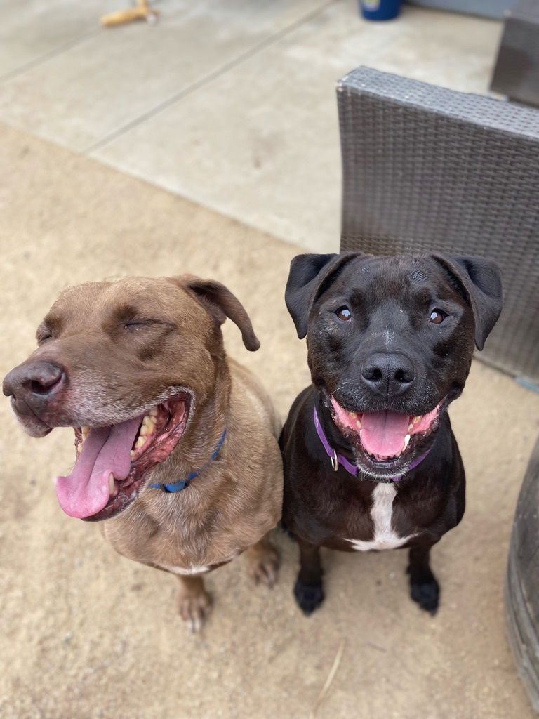 BASIC OBEDIENCE TRAINING