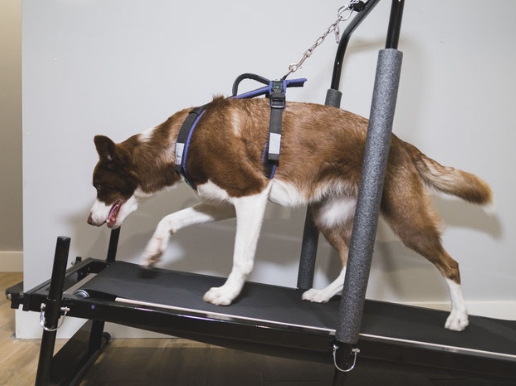 best dog treadmills