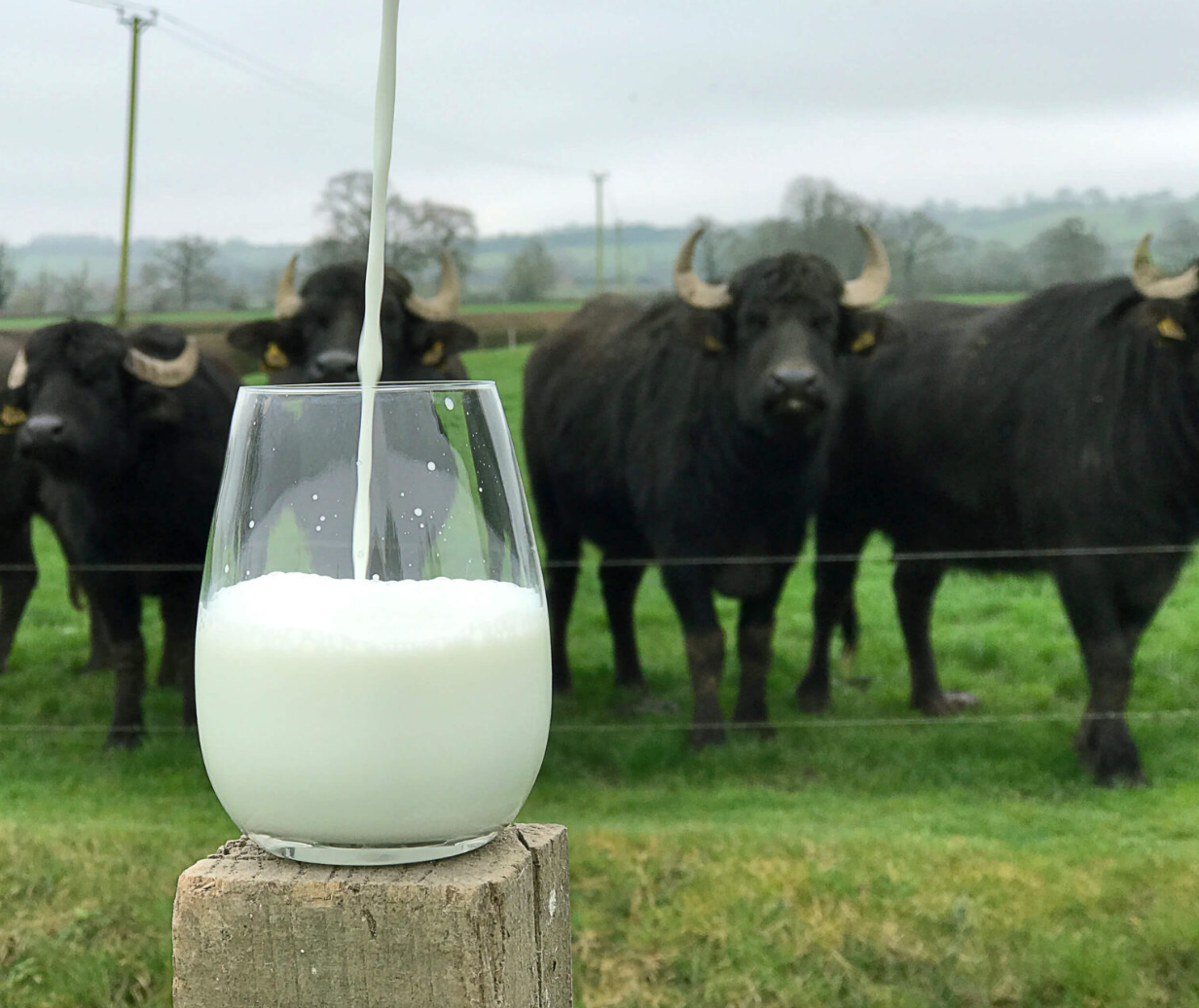 WellHealthOrganic Buffalo Milk: A Superfood in Your Diet