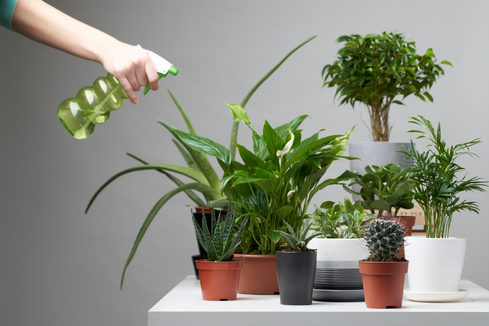 Top 4 Indoor Plants To Liven Up Your Workplace