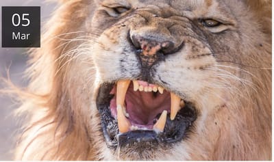 ARE YOU A LION OR A SHEEP?