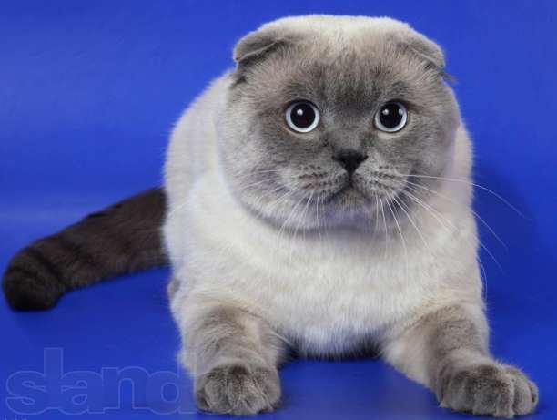 Кошки