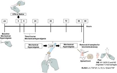 How Does Complete Freund's Adjuvant Work?