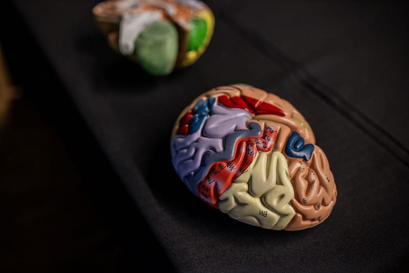 The Developing Brain Seminars - preview