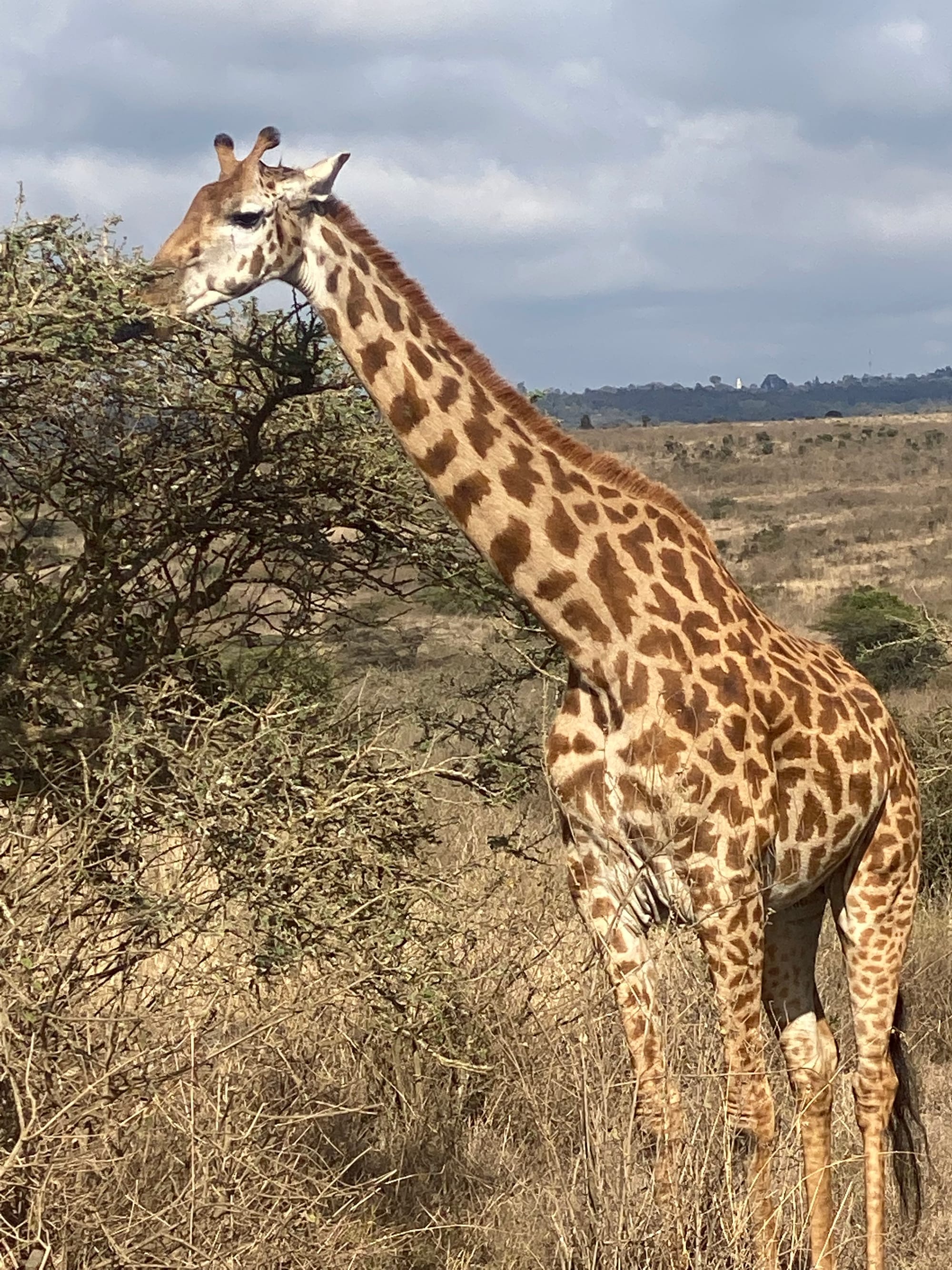 Giraffe we saw on our Safari