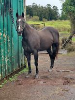 Western Riding Lessons