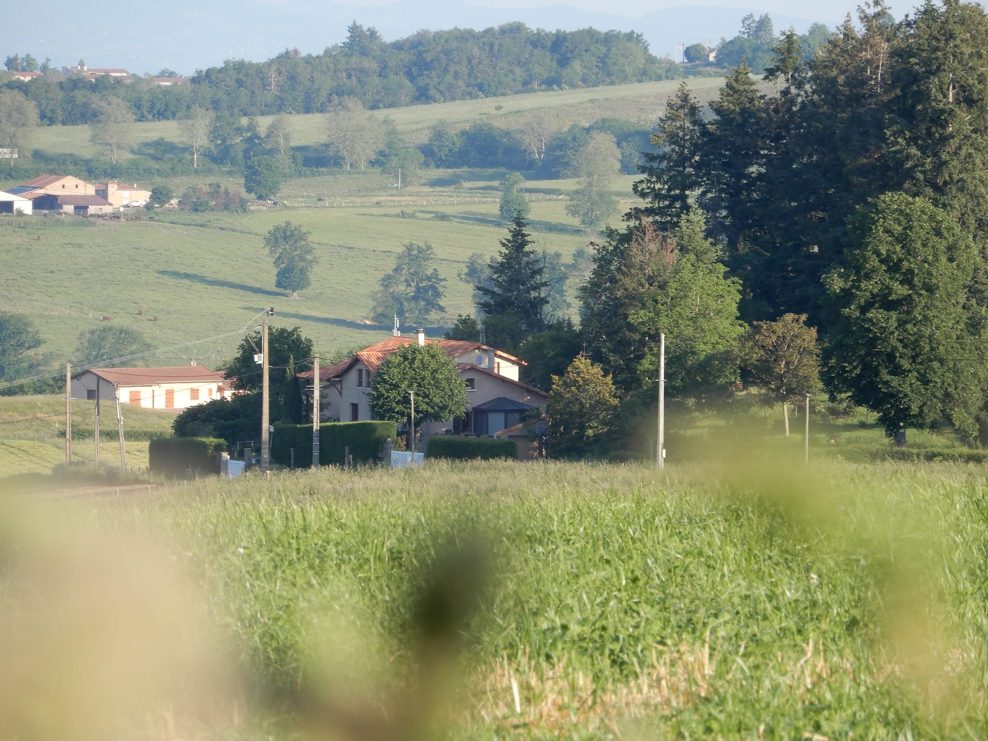 CARIBOLE AU MILIEU DE LA CAMPAGNE