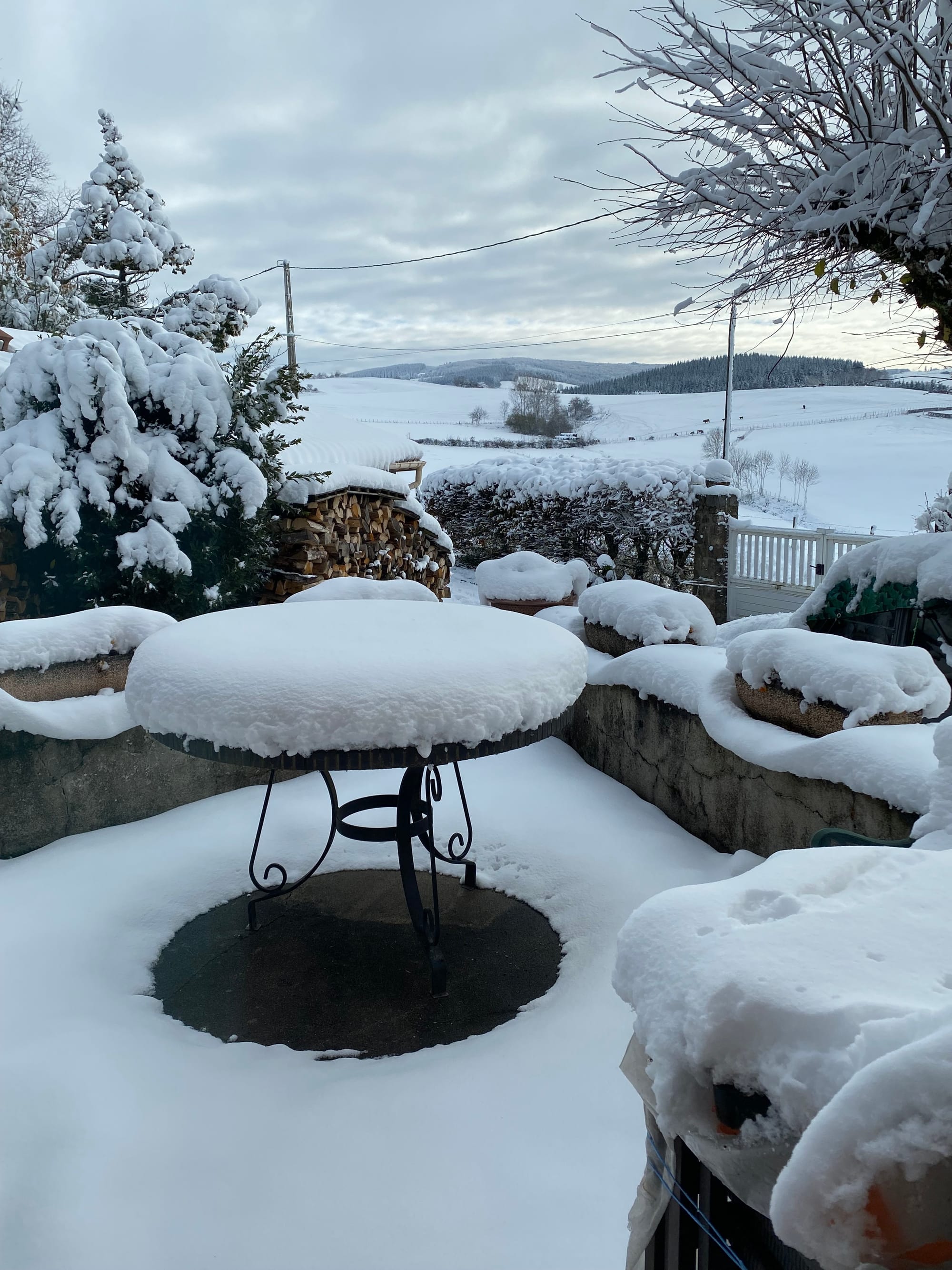 CARIBOLE SOUS LA NEIGE