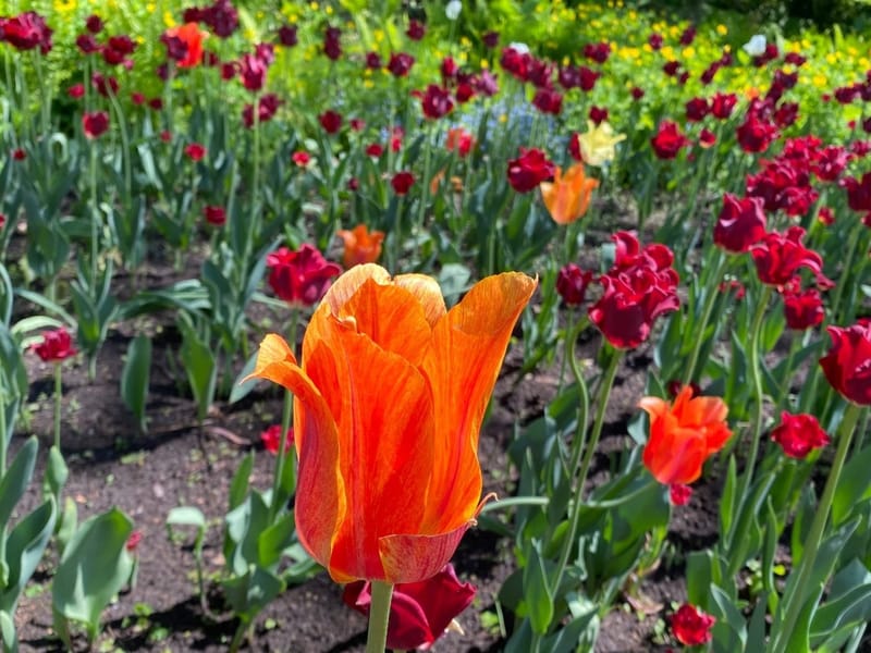 OTTAWA IS FEELING MORE LIKE HOME