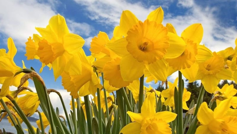 Manchester Welsh Society St David's Day Concert