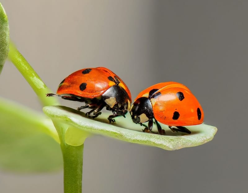 POUR QUI VEUT PACIFIER SES MONTAGNES RUSSES EMOTIONNELLES ET VIVRE DES RELATIONS HARMONIEUSES AVEC SON ENVIRONNEMENT