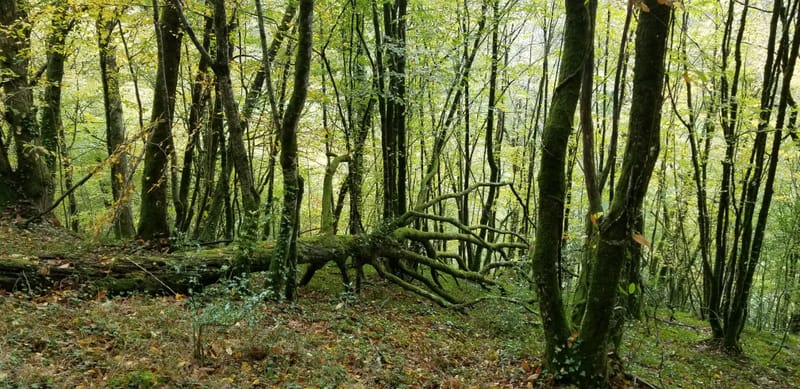 Ressourcement et création nature