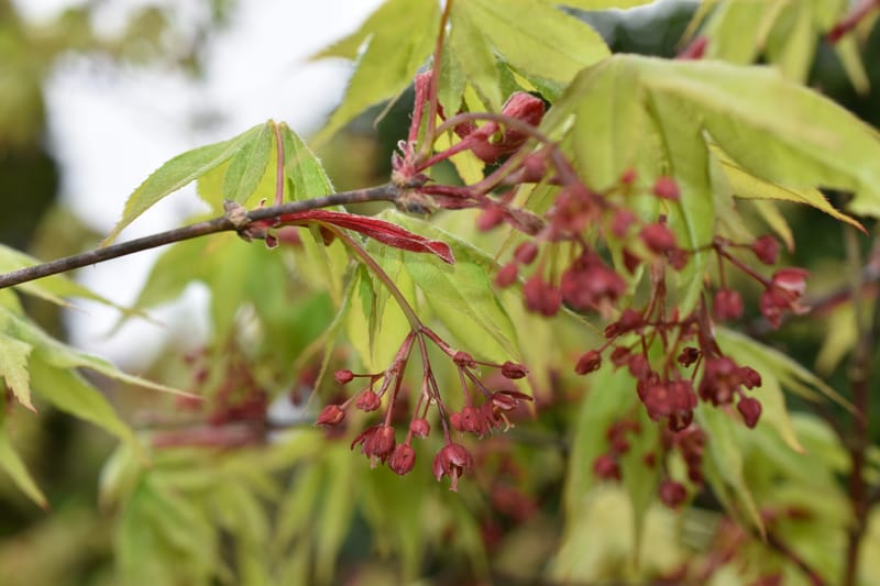 Persönliche Bachblütenberatung
