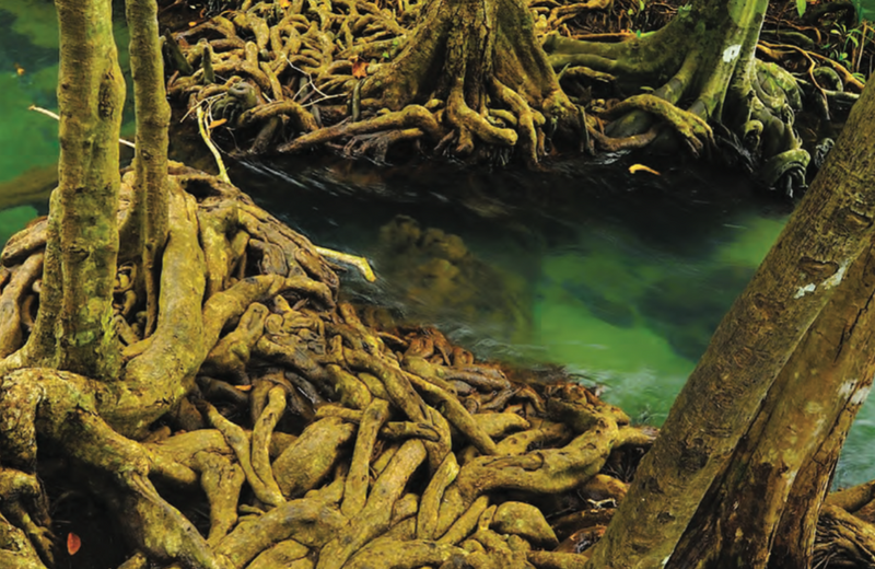 LES MANGROVES