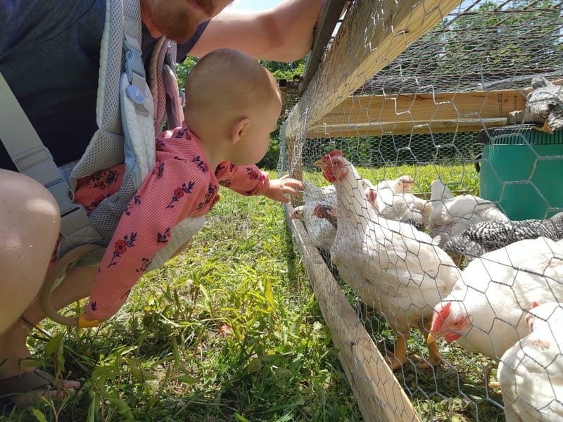 Livestock