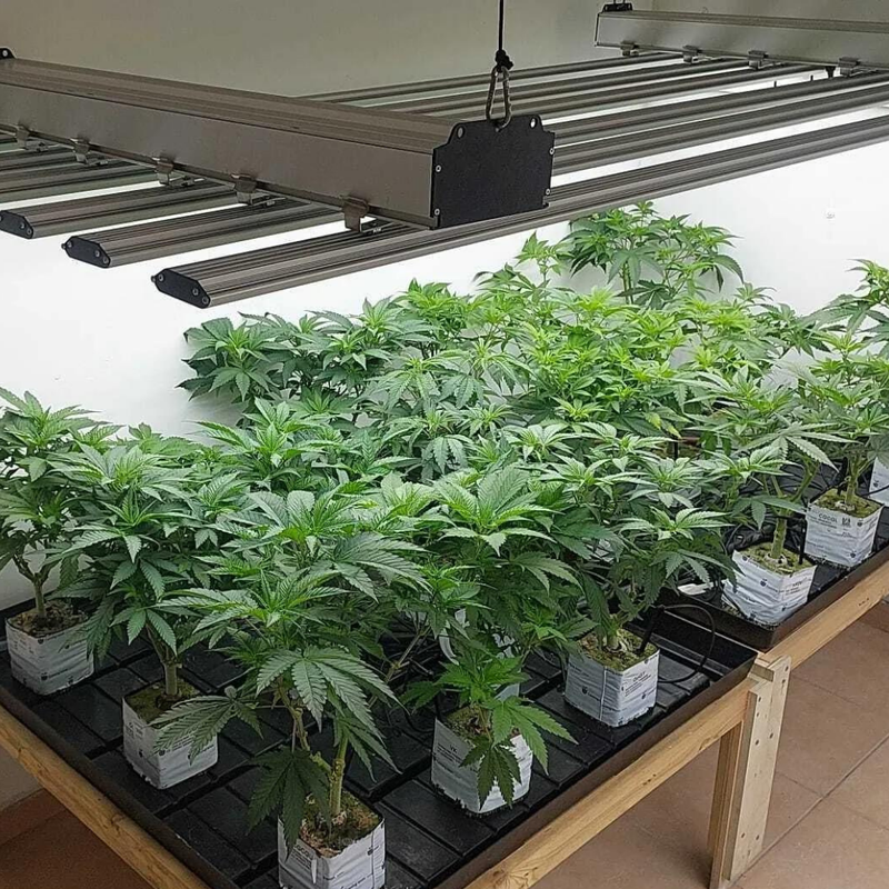 תאורה חקלאית לחממות